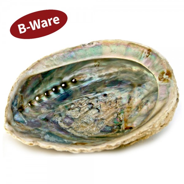 Räuchermuschel L 13-16 cm B Ware - statt bisher VK € 18,80